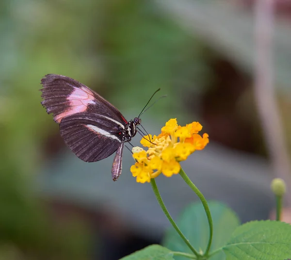Closeup Shot Common Mormon Papilio Polytes Butterfly Yellow Flower — Stock Photo, Image