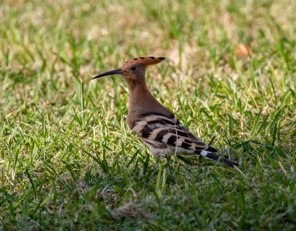 Closeup Shot Eurasian Hoopoe — Stock Photo, Image