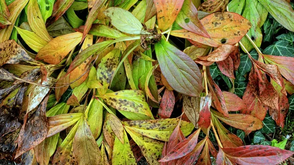 Closeup Shot Autumn Plant Leaves — Zdjęcie stockowe