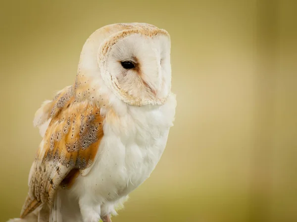Close Image Barn Owl Plain Blurred Out Background — Stock Photo, Image