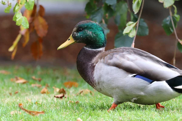 Closeup Shot Mallard Duck Autumn Garden — Photo