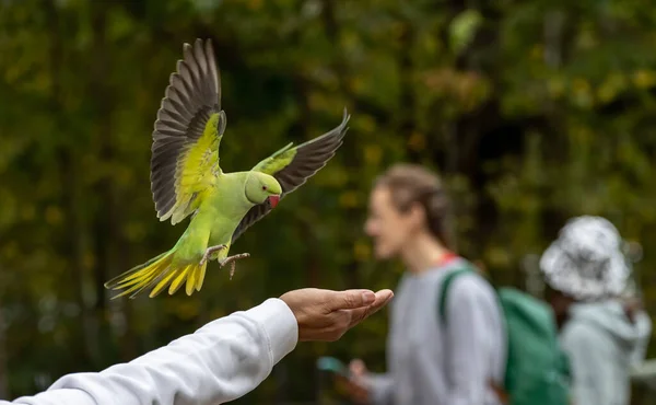 Shallow Focus Green Newton Parakeet Parrot — Zdjęcie stockowe