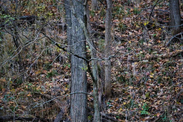 Les Arbres Feuillage Dans Une Chute Iowa — Photo