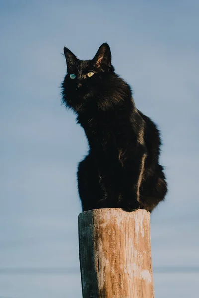 Vertical Low Angle Shot Beautiful Black Cat Wooden Pole — Stock Photo, Image