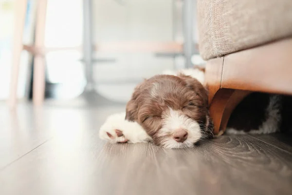 Ein Schlafender Labradoodle Welpe Auf Einem Holzboden — Stockfoto