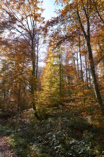 Μια Όμορφη Θέα Των Φθινοπωρινών Δέντρων Ένα Χωράφι — Φωτογραφία Αρχείου