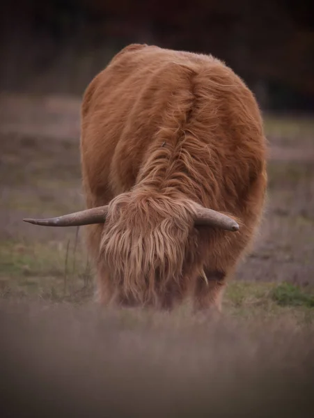 Selektive Einer Schottischen Hochlandkuh Die Auf Einem Feld Weidet — Stockfoto