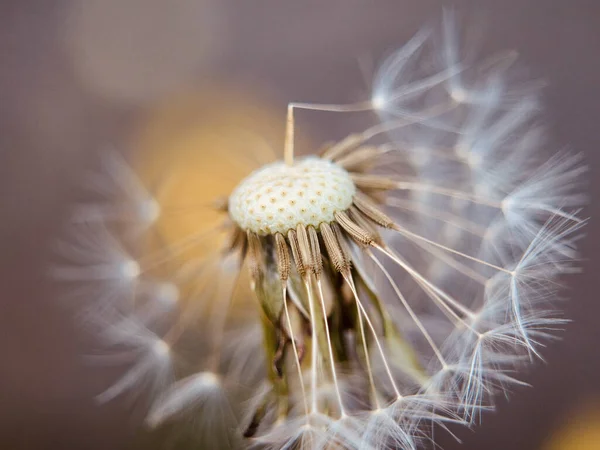 Closeup Shot Blowball Flower Wallpaper Background — Stock Photo, Image