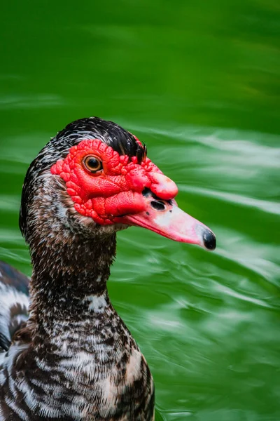 Closeup Muscovy Duck Red Face — Fotografia de Stock