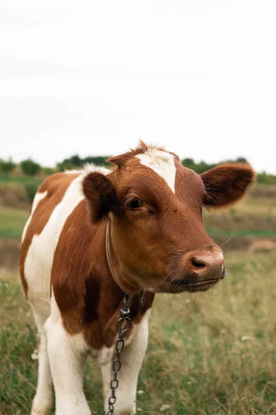 Portrait Brown White Cow Pasture — 图库照片