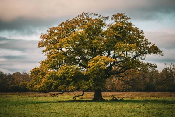 Big Growing Oak Tree Countryside — 스톡 사진