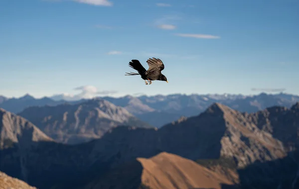 Faucon Noir Survolant Les Montagnes Été — Photo