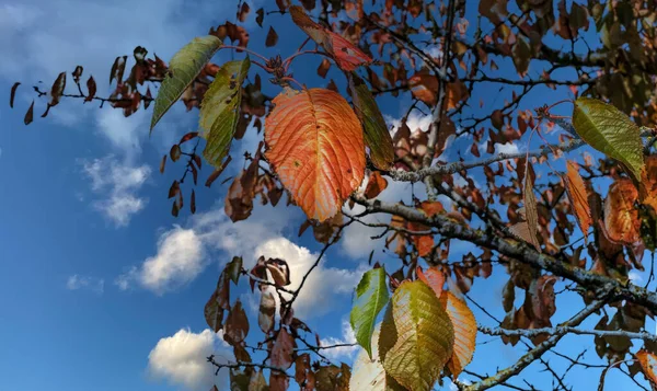 Die Herbstblätter Auf Einem Ast Mit Blauem Himmel Auf Dem — Stockfoto