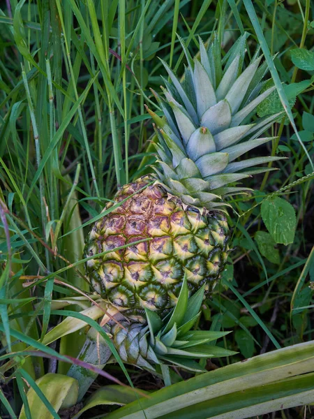 Closeup Growing Fresh Pineapple Field — 스톡 사진