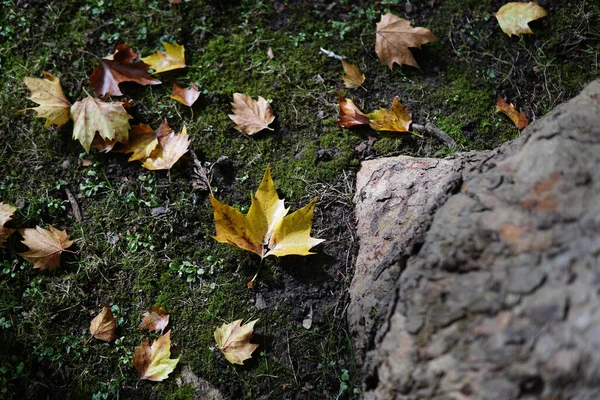 Primer Plano Las Hojas Amarillas Del Otoño Suelo —  Fotos de Stock