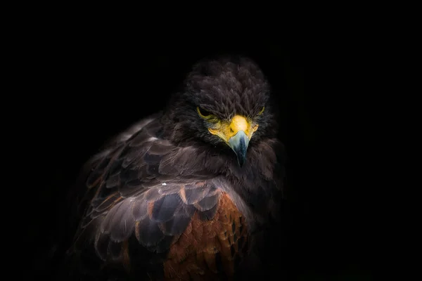 Eine Nahaufnahme Eines Adlers Isoliert Auf Schwarzem Hintergrund — Stockfoto