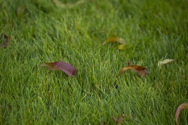 Closeup Autumn Leaves Green Lawn — Stockfoto