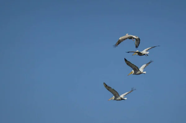 Scenic View Pelicans Flying Together Blue Sky — стоковое фото