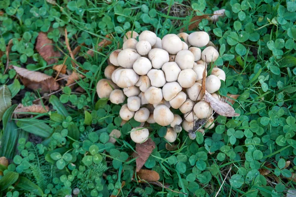 Primo Piano Piccoli Funghi Hypholoma Che Crescono Nella Foresta — Foto Stock