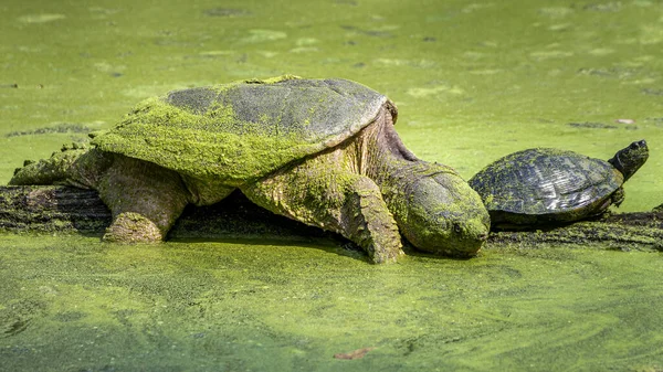 Beautiful Shot Some Turtles Zoo Day — Fotografia de Stock