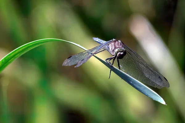 Primer Plano Una Libélula Una Planta Jardín —  Fotos de Stock