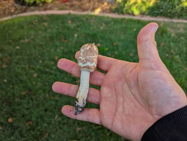 Tiro Perto Cogumelo Palma Mão Homem — Fotografia de Stock