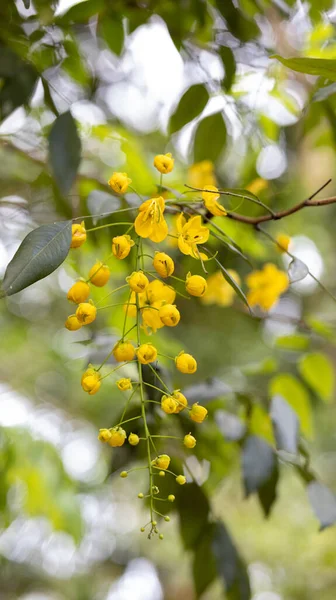 Vertical Shot Blooming Buds Golden Shower Tree — Zdjęcie stockowe