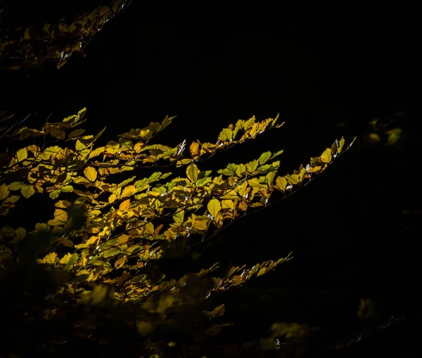 Närbild Grenarna Ett Träd Med Gyllene Höstlöv Den Mörka Himlen — Stockfoto
