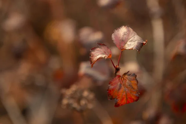 秋天树叶的特写 五彩缤纷的秋天树叶 — 图库照片