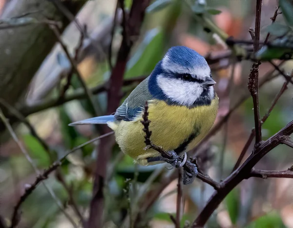 Shallow Focus Eurasian Blue Tit Bird — Φωτογραφία Αρχείου