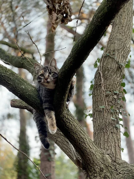 Chat Mignon Accroché Arbre — Photo