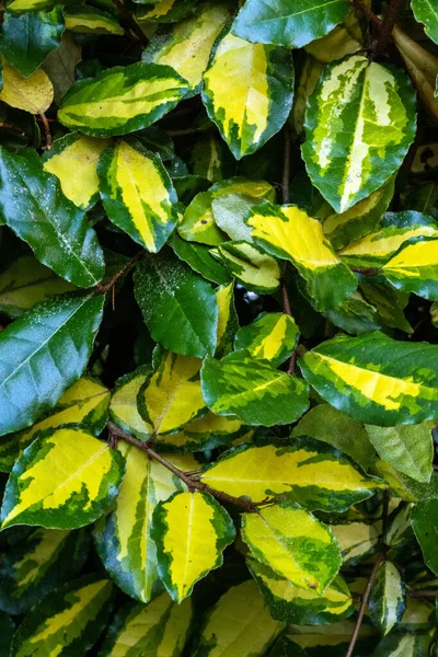 Closeup Beautiful Leaves Variegated Elaeagnus Pungens Maculata Garden — Zdjęcie stockowe
