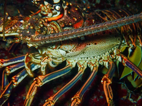 Macro Shot Wild Colorful Lobster Stony Coral Night — Stockfoto