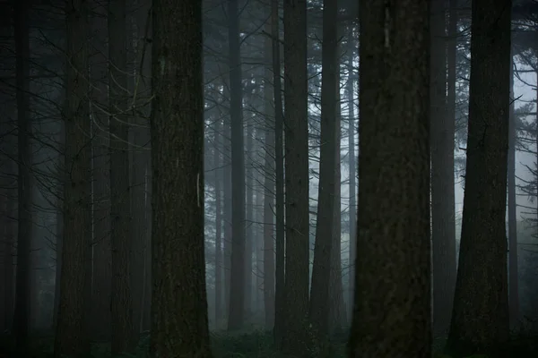 Landscape Dense Forest Misty Day — Stockfoto