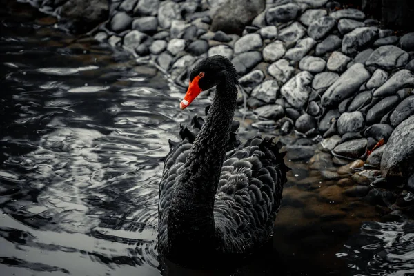 Closeup Black Swan Swimming — Stock fotografie