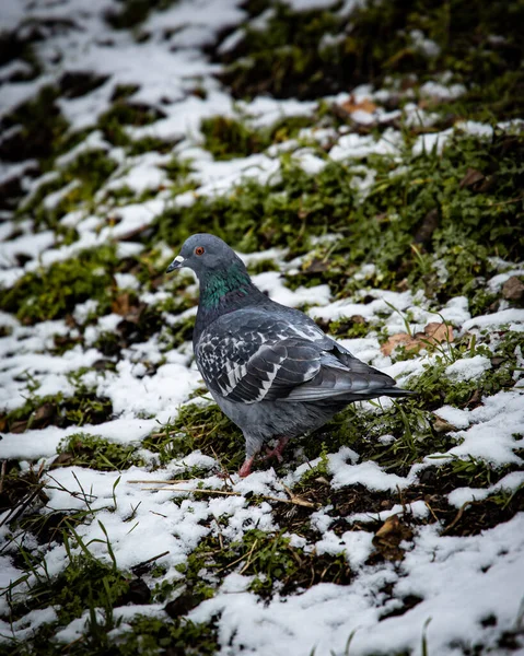 Scenic Shot Dove Bird Perched Snowy Ground — Stok fotoğraf