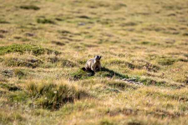 Una Linda Marmota Capturada Campo —  Fotos de Stock