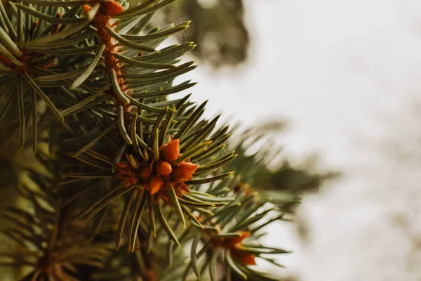 Selective Focus Shot Pine Branches Growing Forest — Stockfoto