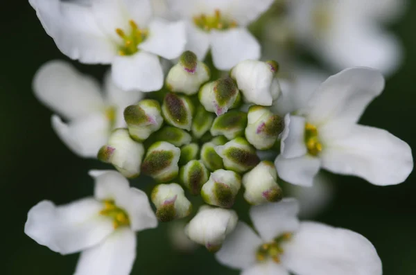 White Iberis Flowers Blooming Garden — Stockfoto