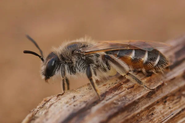 Closeup Female Red Belied Miner Andrena Ventralis Sitting Twig — стоковое фото