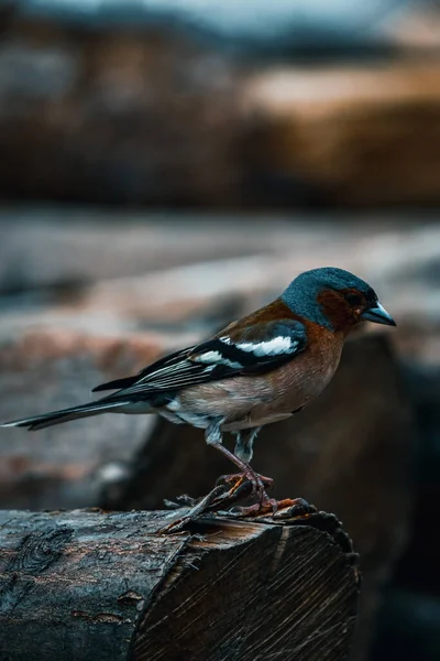 Nahaufnahme Eines Kleinen Vogels Vor Dunkelblauem Hintergrund — Stockfoto