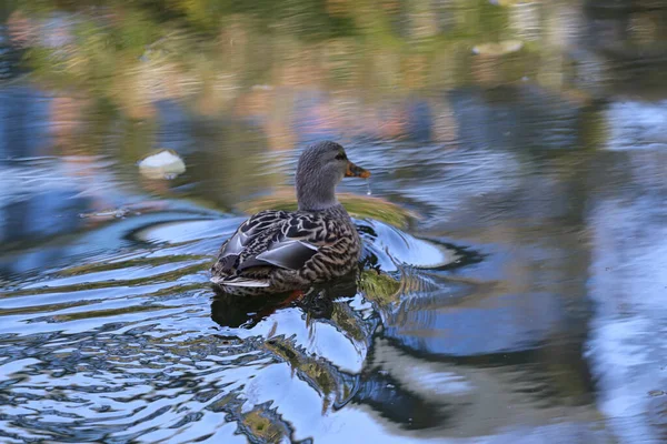 Closeup Shot Brown Mallard Duck Swimming Water — стоковое фото