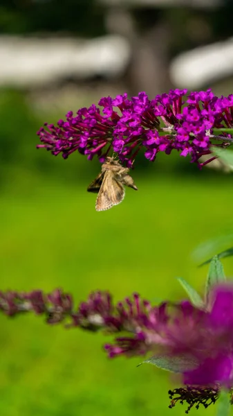 Vertical Shot Peacock Butterfly Sitting Lilac Flower Blurred Background — Fotografia de Stock