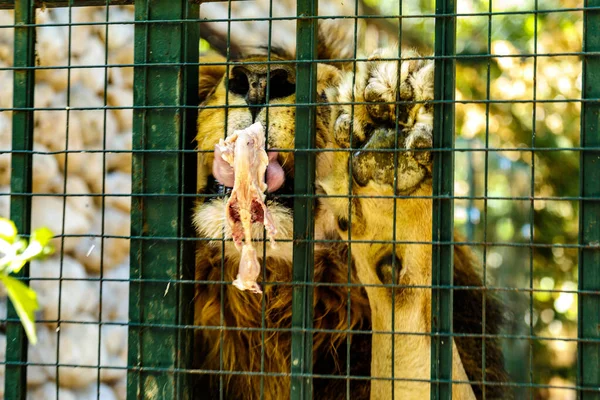 Closeup Shot Lion Eating Meat Cage — Stock Fotó