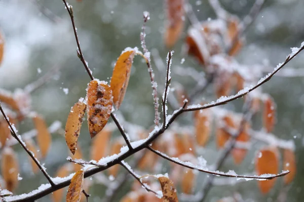 Selective Focus Shot Snow Covered Branch Leaves — Stockfoto