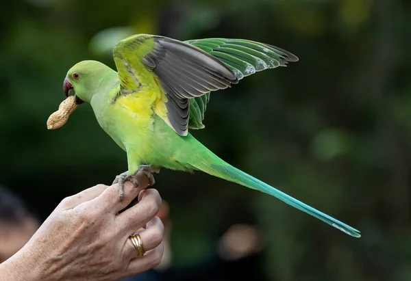 Shallow Focus Green Newton Parakeet Parrot Hands Feeding — Photo