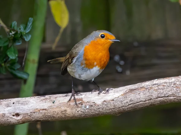 Shallow Focus Yellow Gray Small European Robin Bird — 图库照片