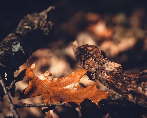 Closeup Shot Dried Autumn Leaves Blurred Background — стоковое фото