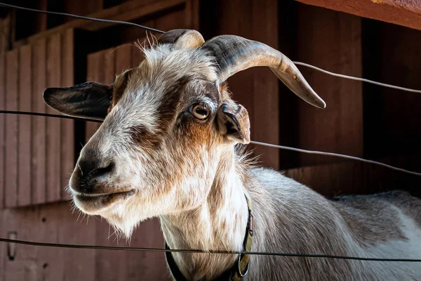 Closeup Shot Goat Looking Fence — Stockfoto