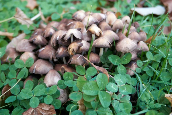 Close Pequenos Cogumelos Hypholoma Crescendo Floresta — Fotografia de Stock